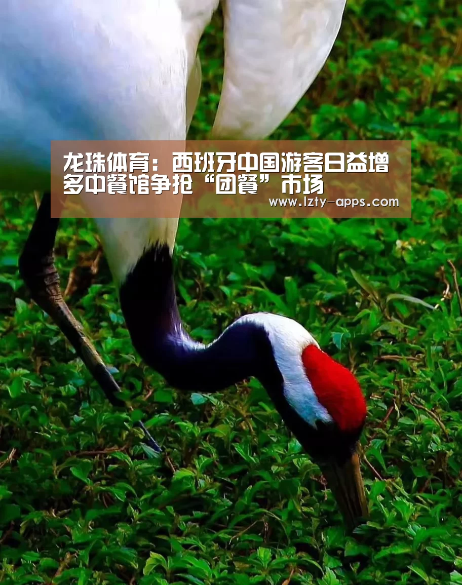 龙珠体育
