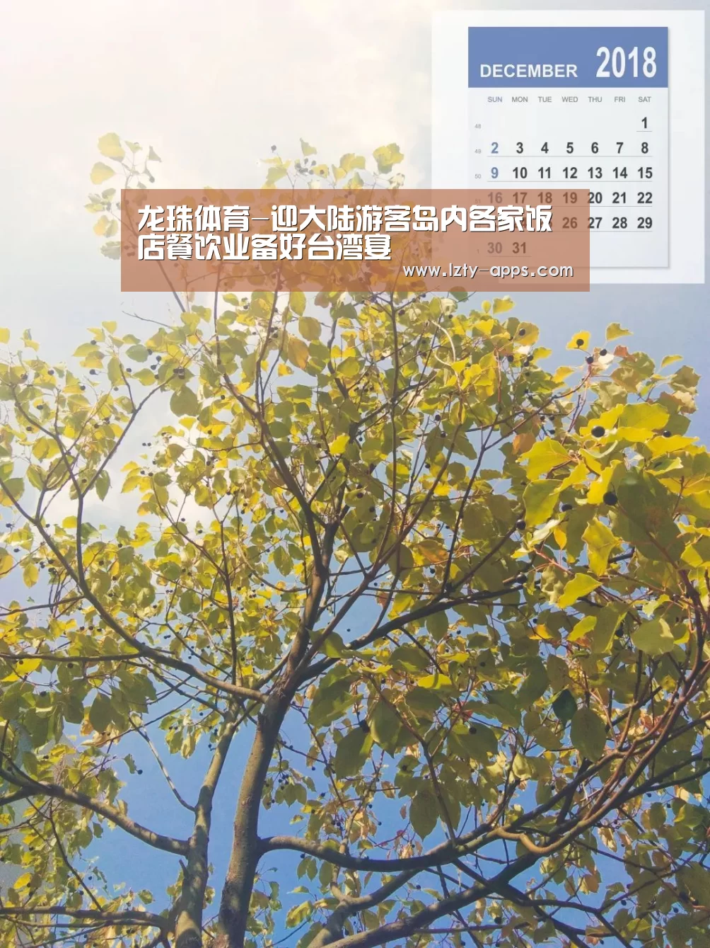 龙珠体育体育